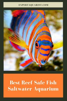 an orange and blue fish with the words best reef safe fish saltwater aquarium on it