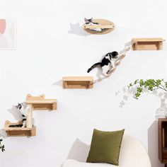 two cats climbing on wooden shelves in a living room with white walls and green pillows