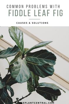 a fiddle plant with the words common problems with fiddle leaf fig