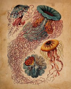 an image of jellyfishs and other sea creatures in the ocean with caption below