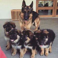 a group of puppies sitting next to each other on the floor