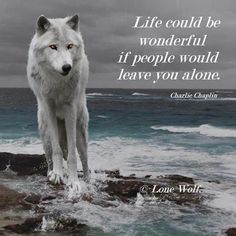 Alpha Female Quotes, Inspirational Animal Quotes, Beast's Castle, Albert Schweitzer, Wolf Images