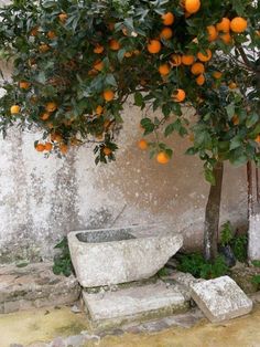 an orange tree with fruit growing on it