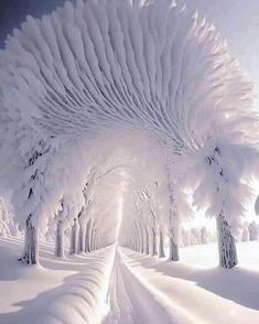 the snow covered trees are lined up with white furs on them, and there is no image here to provide a caption for