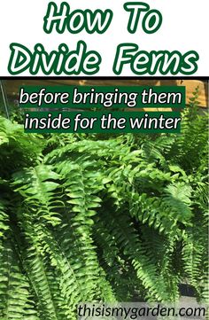 some green plants with the words how to divide ferns before bringing them inside for the winter