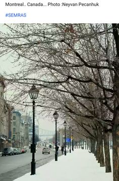 the street is covered in snow and has many trees on both sides with no leaves