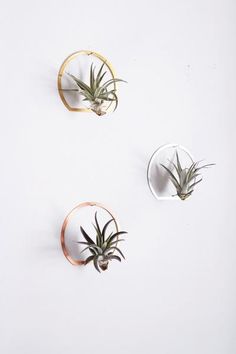 three air plants are hanging on the wall above two circular metal holders, one with an air plant in it