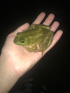 a green frog sitting on top of a person's hand in the dark,