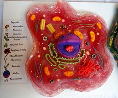 a close up of a plate with an animal's cell and other things on it