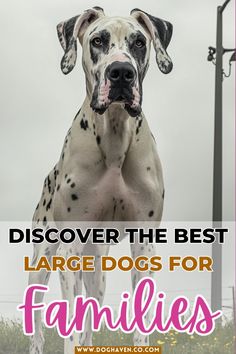 a dog standing on top of a lush green field next to a street sign with the words, discovering the best large dogs for families