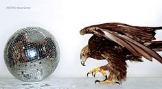 an eagle is about to take off from the floor next to a disco - ball