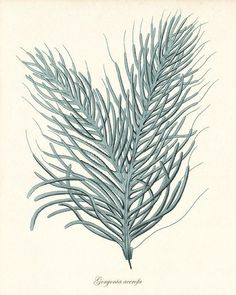 a drawing of a blue seaweed on a white background