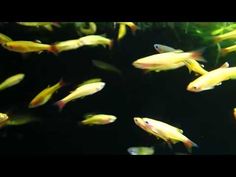 an aquarium filled with lots of yellow fish