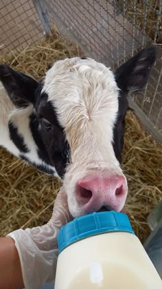 a baby cow being fed milk from a bottle