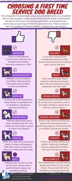 an info sheet describing how to choose the right dog for your pet's needs