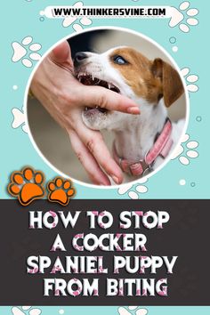 How To Stop A Cocker Spaniel Puppy From Biting Cocker Spaniel Puppy, Cocker Spaniel Puppies, Spaniel Puppies, Training Tips, Helpful Tips, Helpful Hints