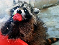 a raccoon holding a strawberry in its mouth