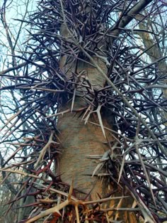 an up close view of the bark and branches of a tree with no leaves on it