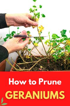 a person is using scissors to prune a plant in a pot with the title how to prune geraniums