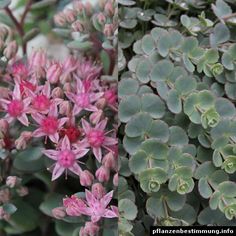 pink and green flowers are growing in the garden