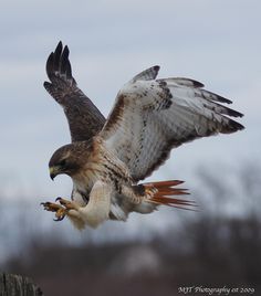 an eagle is flying with its prey in it's talon