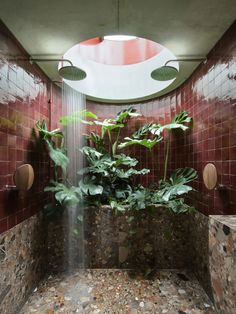 a shower head with plants growing in it