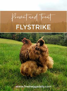 a brown and white chicken sitting on top of a lush green field with the words prevent and treat flystrike