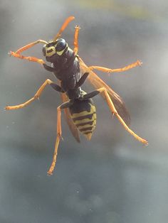 a yellow and black insect sitting on top of water