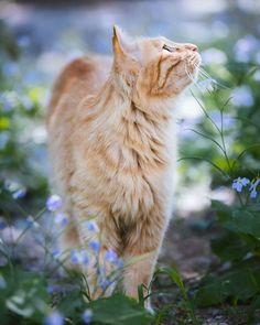 an orange cat standing in the middle of some blue and white flowers with its eyes closed