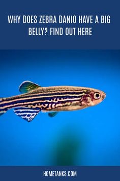 a striped fish with the words why does zebra dano have a big belly? find out here