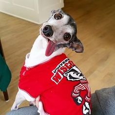 a dog wearing a shirt with the chicago black hawks on it's chest and tongue hanging out