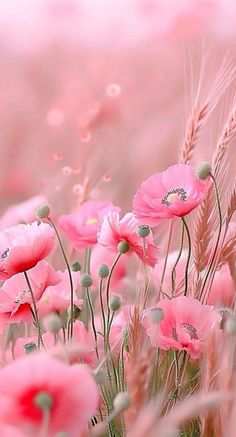 pink flowers in the middle of a field