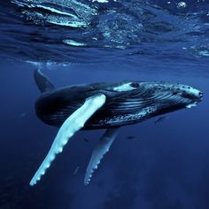 a humpback whale swimming in the ocean