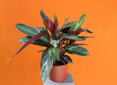 a potted plant sitting on top of a cement block in front of an orange wall