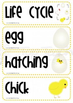 an egg matching game with the words life cycle and hatching chick on each side