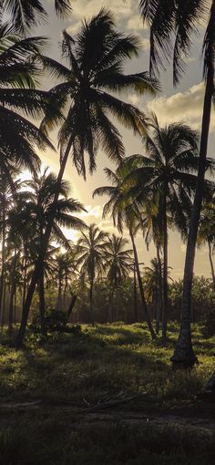 the sun is setting behind palm trees in an area with green grass and low lying vegetation