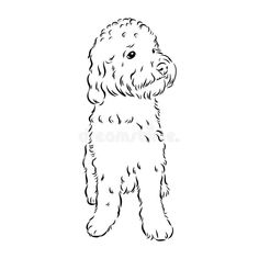 a black and white drawing of a poodle dog on a white background royalty illustration