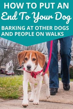 a brown and white dog wearing a red bow tie walking down a sidewalk with the words how to put an end to your dog barking at other dogs and people on walks