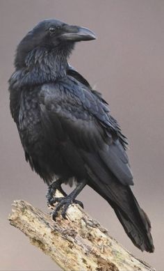 a black bird sitting on top of a tree branch