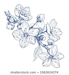 an ink drawing of flowers on a white background