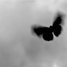 a black and white photo of a bird flying in the sky with clouds behind it