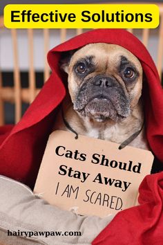 When you bring a dog and a cat into the same household, you expect them to live harmoniously. However, what happens when your dog is afraid of your cat? This fear can create tension and stress in your home, leading to behavioral issues and a lack of peace for both pets. In this guide, we'll explore the reasons behind a dog's fear of cats and provide actionable solutions to help your dog overcome this fear. Whether you're a seasoned pet owner or a first-time pet parent, these tips will help foster a more peaceful and happy coexistence between your furry friends. #DogTraining #PetCareTips #DogBehavior #DogAndCat #PetHarmony #FearfulDog #DogLovers #PetParenting #DogAnxiety #PetAdvice Overcome Fear, Pet Advice, Dog Birthday Party, Dog Party