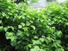 a bush with lots of green leaves growing on it