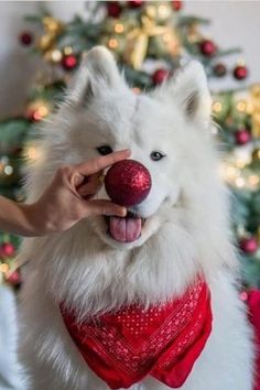 a white dog wearing a red bow tie and holding a ball in it's mouth