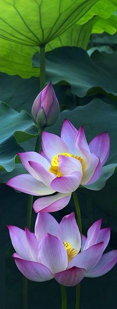 two pink water lilies with green leaves in the background