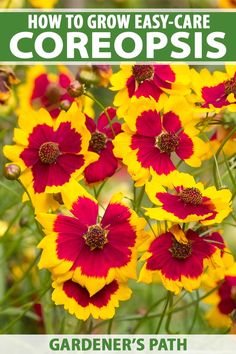 yellow and red flowers with text overlay how to grow easy - care coreopsis