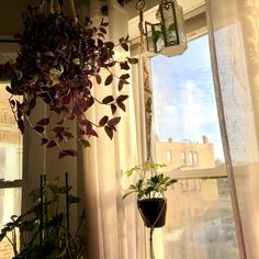 a potted plant sitting on top of a window sill next to a window