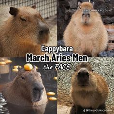 the capybaras are all different colors and sizes