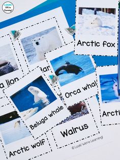 arctic animals and their names are shown on these cards