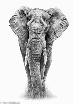 an elephant is shown in black and white